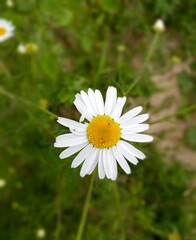 daisy in the grass