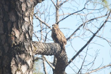 himalyan eagle