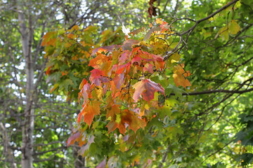 autumn leaves in the forest
