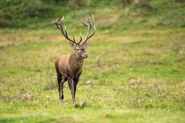 Naklejka na ściany i meble Majestic red deer, cervus elaphus, walking on field in autumn nature. Magnificent stag moving on meadow in fall with copy space. Wild antlered mammal going on pasture.
