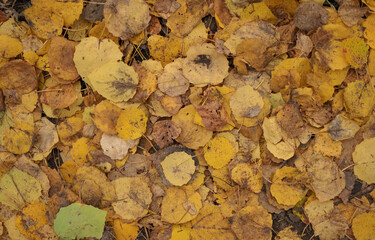 Autumn leaves in sunlight. Photo