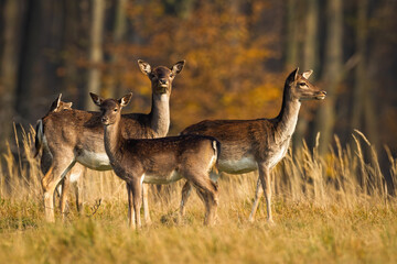 Calm fallow deer, dama dama, herd standing on meadow in autumn. Group of animals looking on dry field in fall. Bunch of young female mammals observing on glade at sunset.