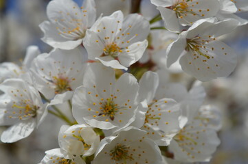 tree flowers