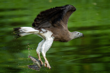 Eagle diving for fish