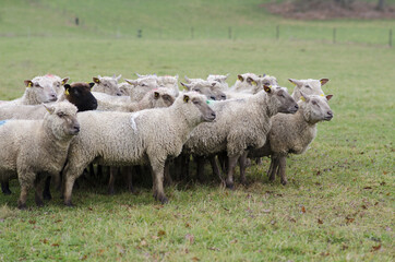 Le troupeau de brebis