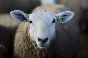 Portrait de brebis