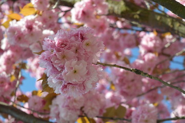 Obraz premium pink cherry blossom