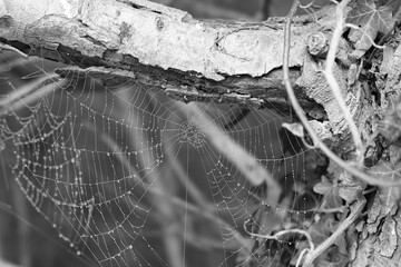 spider web with dew drops