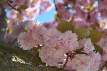 pink cherry blossom