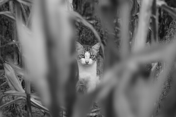 black and white cat in the corn