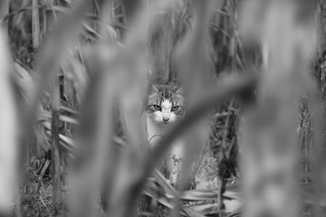 cat in the grass