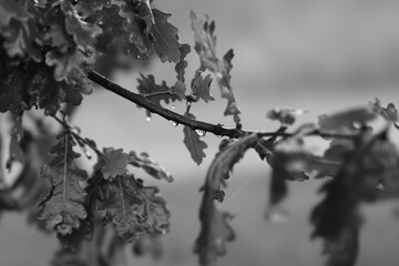 branches of a tree in winter