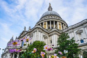 Fototapeta na wymiar Low angle photo of Saint Paul Cathedral framed with pink flowers in City of London, United Kingdom