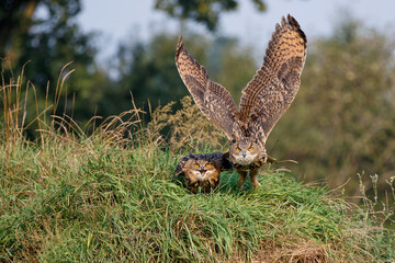 European Eagle Owls(Bubo bubo) flying together in the forest in Gelderland in the Netherlands. 
