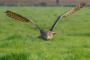 An European Eagle Owl (Bubo bubo) flying over the meadows in Gelderland in the Netherlands. 