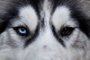 Unterschiedliche Augen eines Husky Welpen. © Marcel