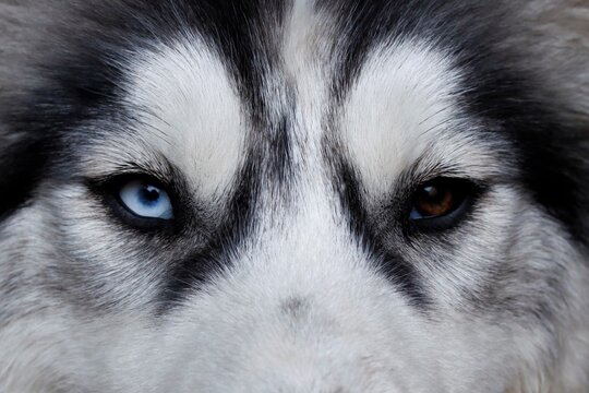 Unterschiedliche Augen eines Husky Welpen.