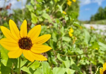 yellow flowers in the garden