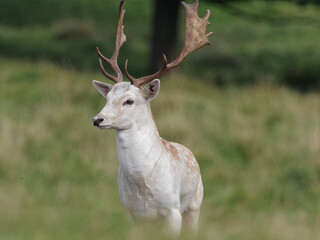 A Fallow Deer buck in the woodlands at Wentworth Castle and Gardens in Barnsley, South Yorkshire