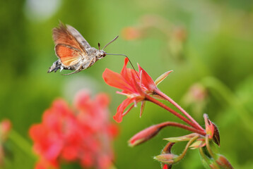 Humming-bird Hawk-moth - Macroglossum stellatarum, beautiful small hawkmoth from European meadows, Zlin, Czech Republic.