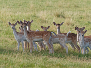 Naklejka na ściany i meble A herd of Fallow Deer does in the woodlands at Wentworth Castle and Gardens