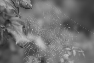 spider web with dew drops