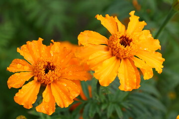 Close up view of orange Calendula officinalis or pot marigold