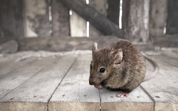 Gray small cute mouse on wooden floor