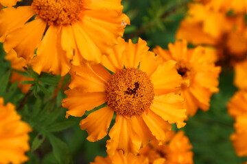 Close up view of orange Calendula officinalis or pot marigold