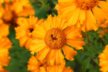 Close up view of orange Calendula officinalis or pot marigold