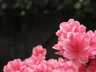pink azaleas