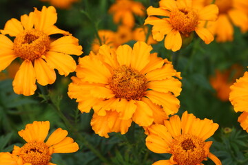 Close up view of orange Calendula officinalis or pot marigold
