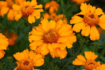 Close up view of orange Calendula officinalis or pot marigold