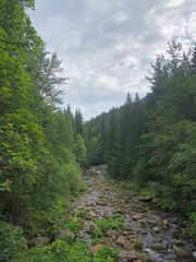 forest in the mountains in Krkonose