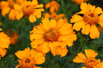 Close up view of orange Calendula officinalis or pot marigold