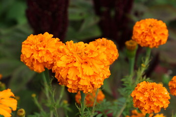 Close up view of orange Calendula officinalis or pot marigold