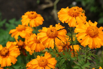 Close up view of orange Calendula officinalis or pot marigold