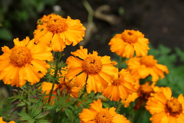 Close up view of orange Calendula officinalis or pot marigold