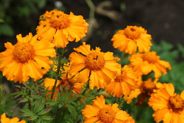 Close up view of orange Calendula officinalis or pot marigold