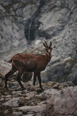 Chamois