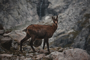 Chamois