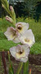 white gladiolus in garden