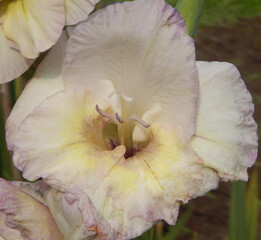 white gladiolus flower