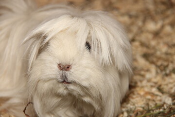 Portrait eines weißen langhaarigen Meerschweinchens mit Blick in die Kamera