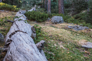 fallen tree in nature