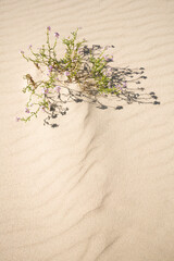 Coastal cress (Cakile maritima) on the sandy Baltic beach.