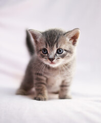 Obraz na płótnie Canvas Cute kittens on a color background