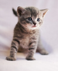 Fototapeta na wymiar Cute kittens on a color background