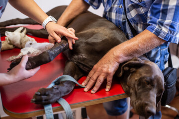 A veterinarian bandages a dog's leg after an injury, broken leg, vet clinic