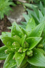Fototapeta premium 北海道の夏の植物